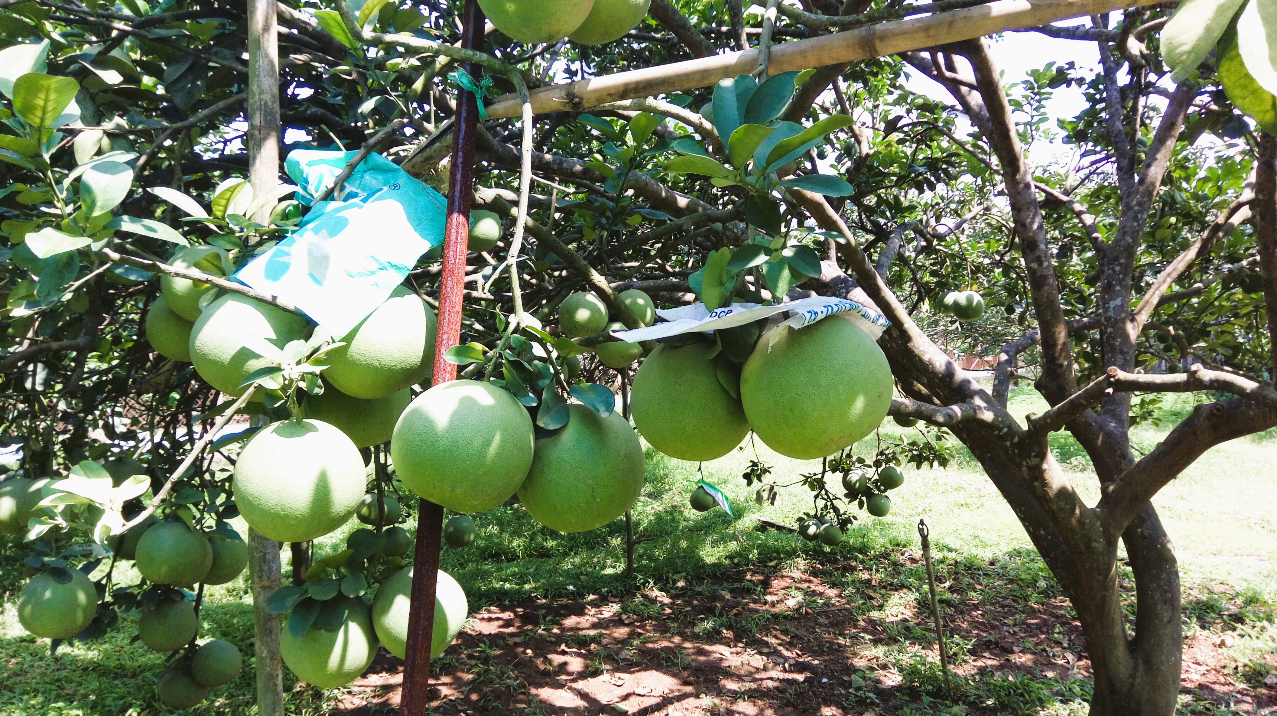 Beyond the Orchard: How the Pomelo Binds Urban and Rural